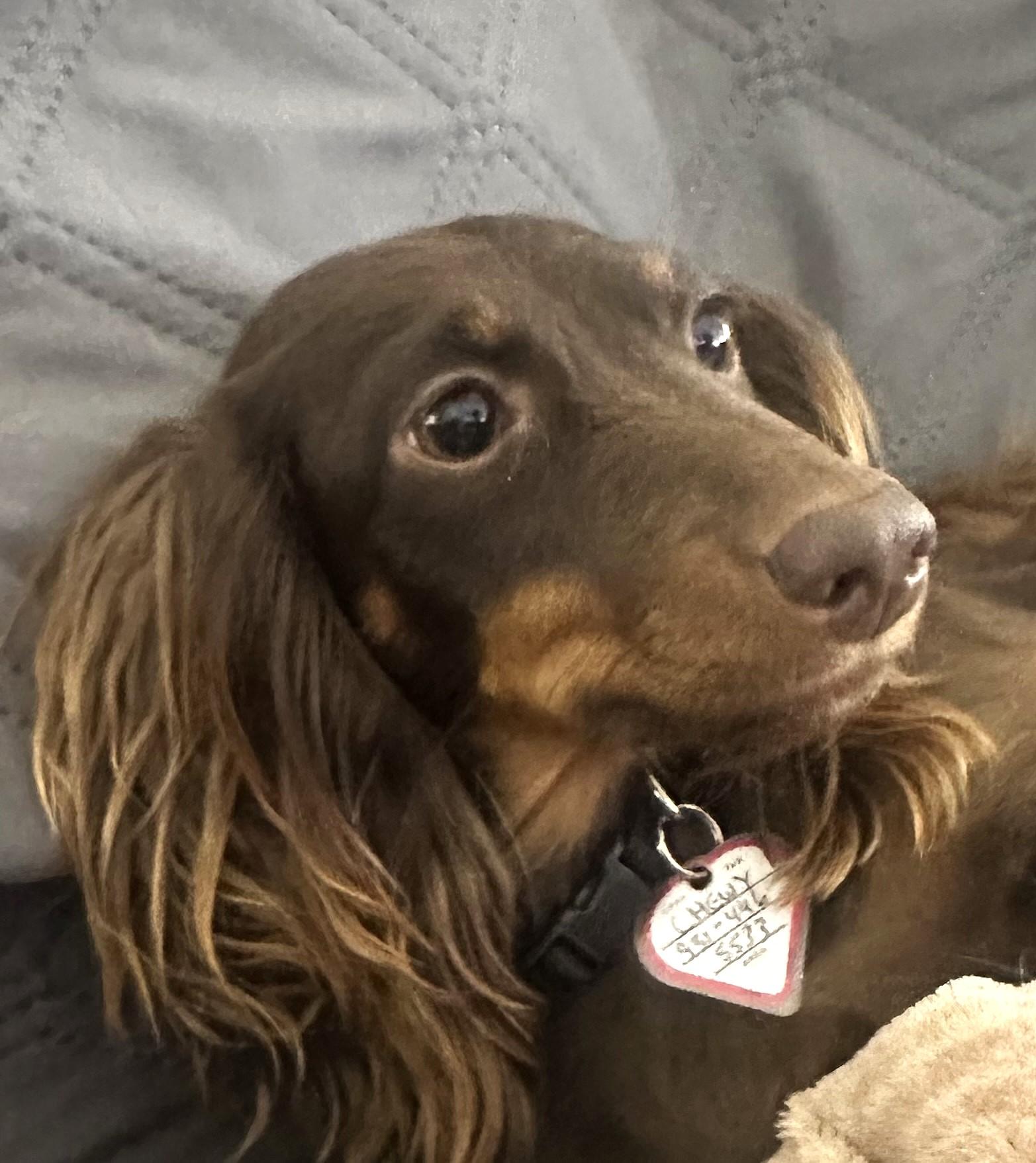 Enlarge Chewy in NC, a ADOPTABLE Dachshund in Benson, NC image 2/5