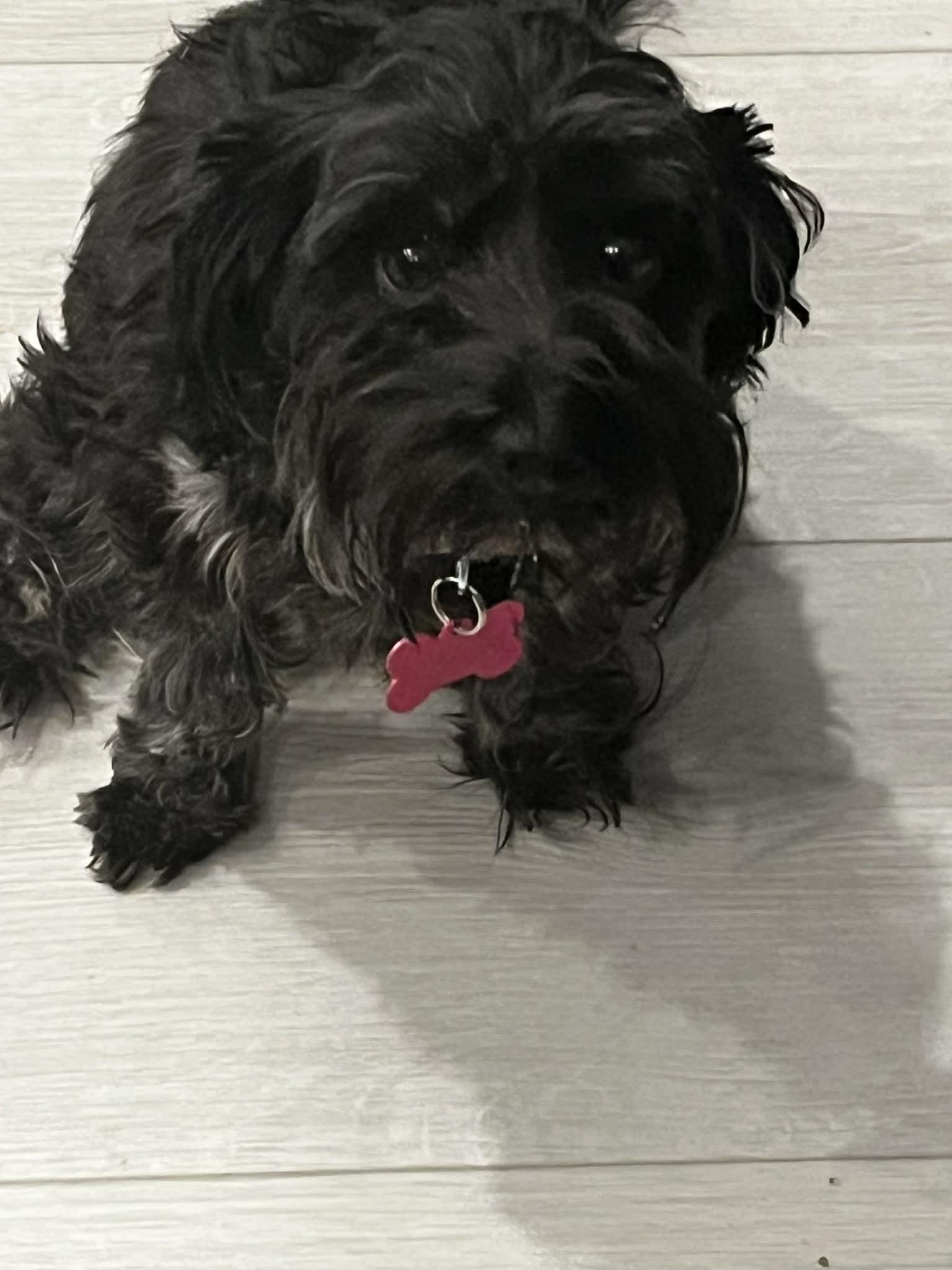 Maddy, adopted, Young Female Miniature Schnauzer.