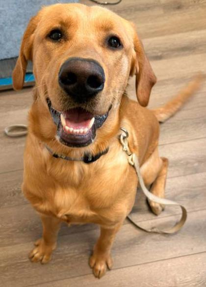 Enzo, adopted, Young Male Labrador Retriever.