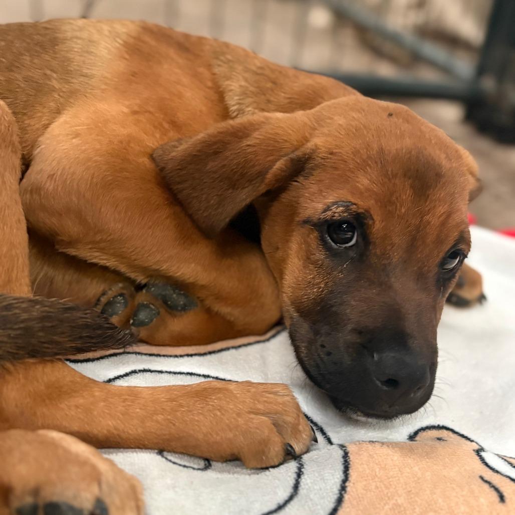 Enlarge Nina, a Adoptable mixed breed in Tulsa, OK image 2/3