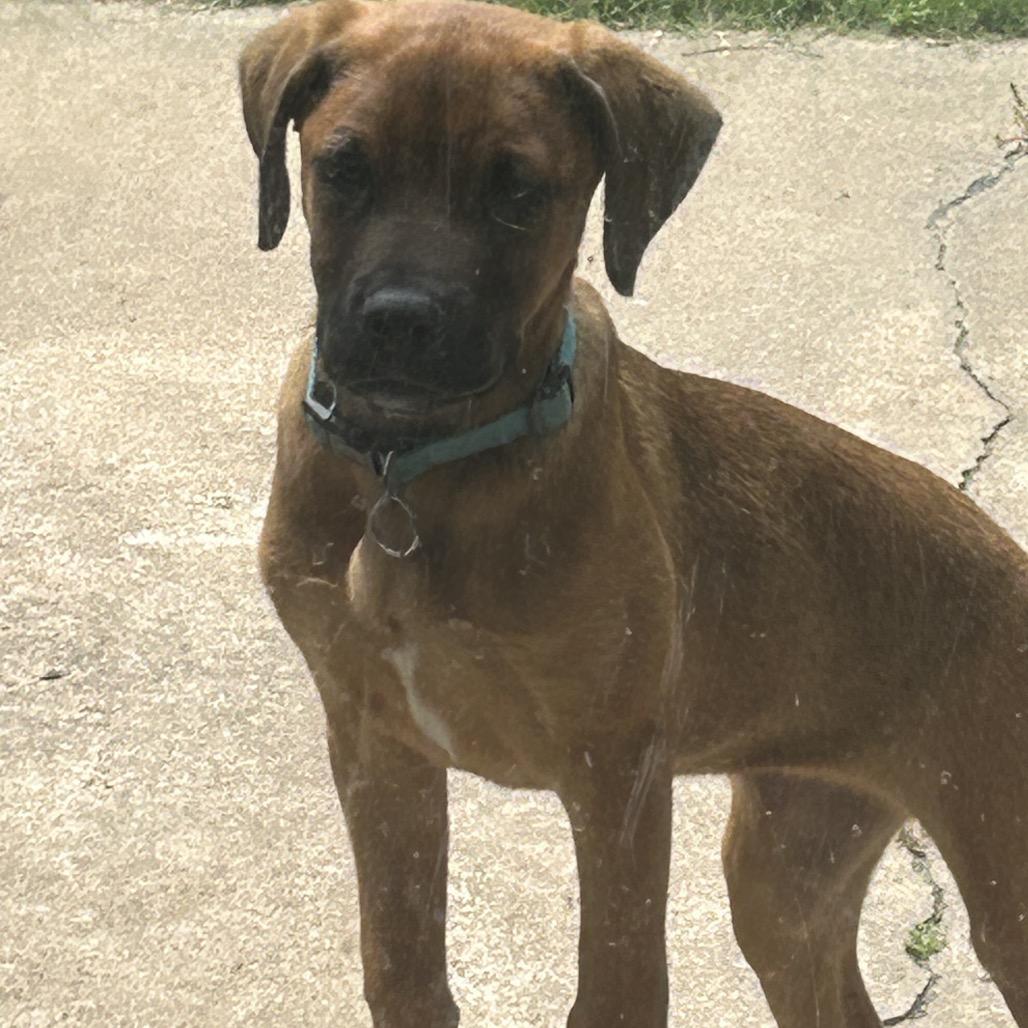 Enlarge Nina, a Adoptable mixed breed in Tulsa, OK image 3/3