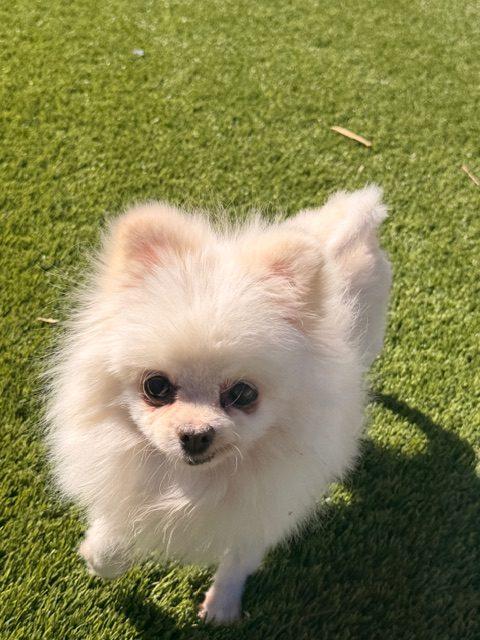 Lucy, Adoptable, Adult Female Pomeranian.