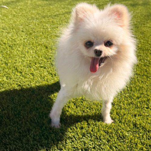 Enlarge Lucy, a Adoptable Pomeranian in Henderson, NV image 1/2