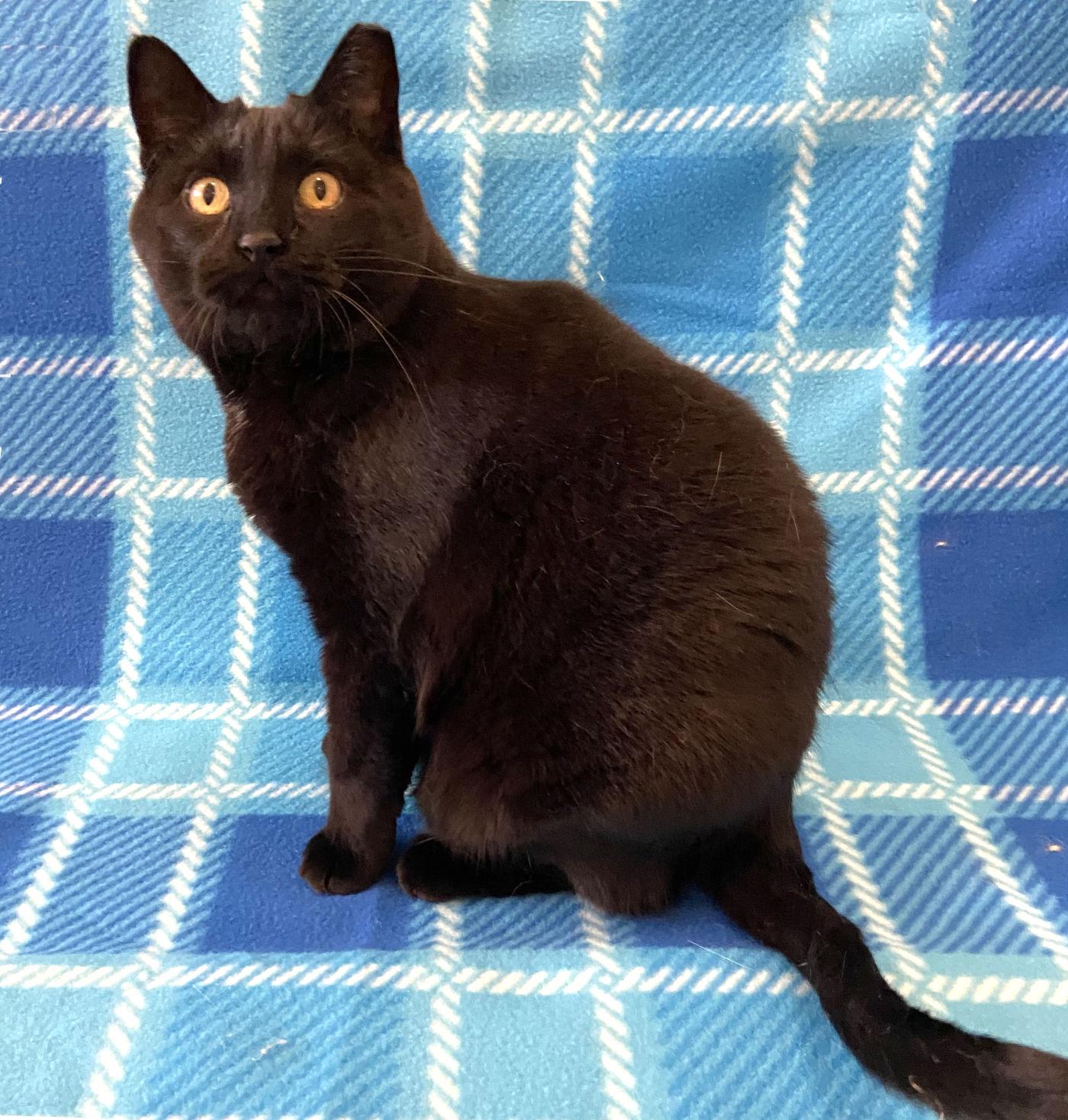 Enlarge Mackie, a Adoptable Domestic Short Hair in Manitou Springs, CO image 2/5