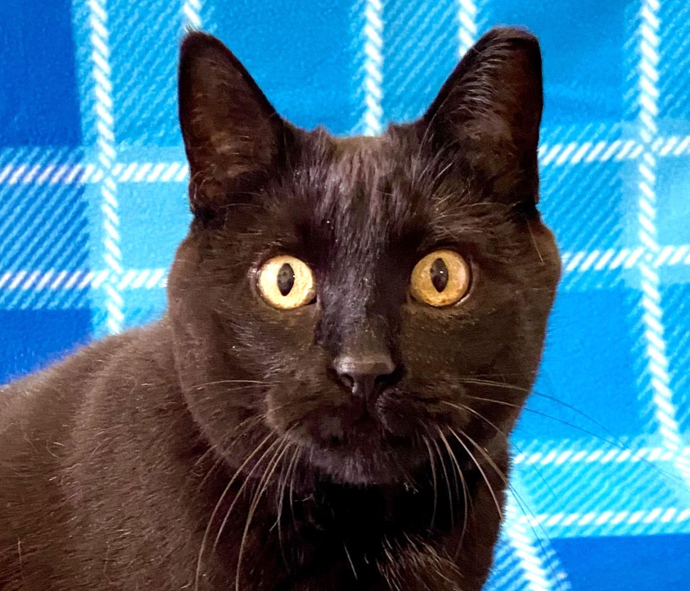 Mackie, Adoptable, Adult Female Domestic Short Hair.