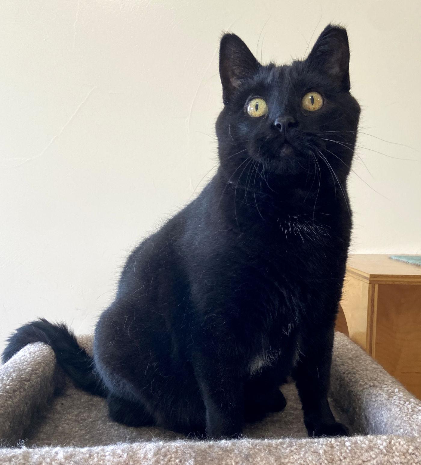 Enlarge Mackie, a Adoptable Domestic Short Hair in Manitou Springs, CO image 3/5