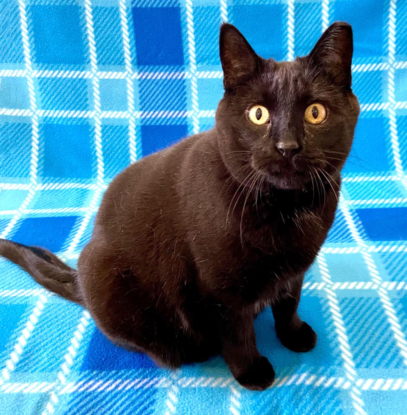 Enlarge Mackie, a Adoptable Domestic Short Hair in Manitou Springs, CO image 4/5