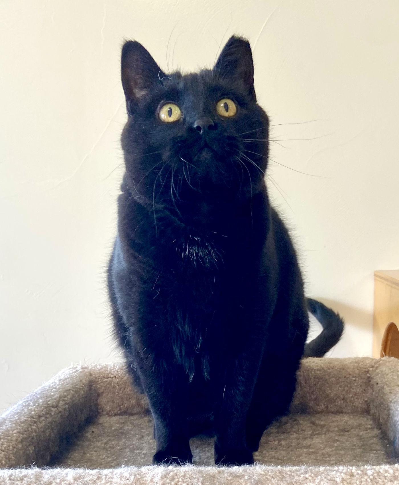 Enlarge Mackie, a Adoptable Domestic Short Hair in Manitou Springs, CO image 5/5