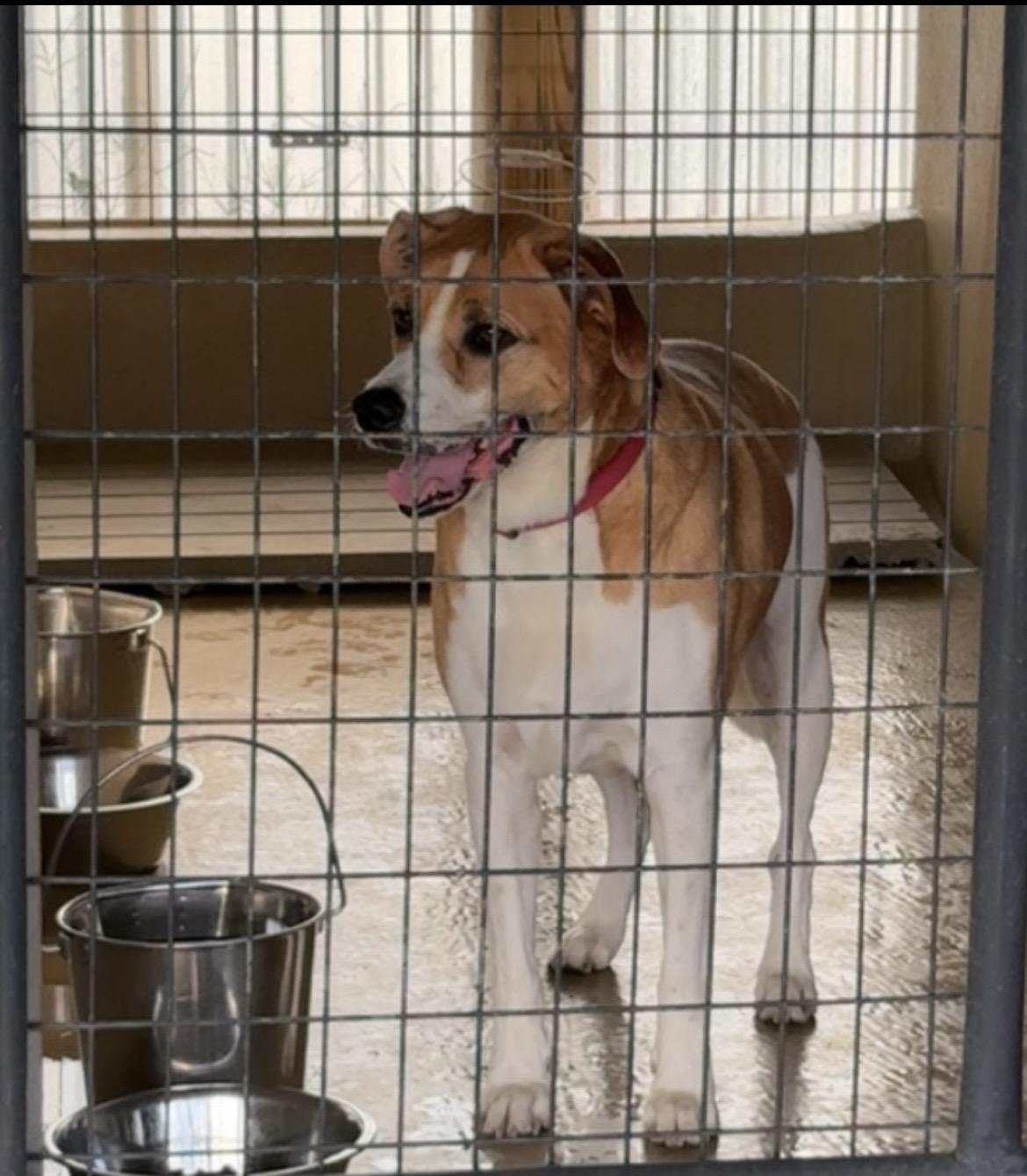 Tyrone, Adopted, Senior Male American Foxhound & German Shepherd Dog.