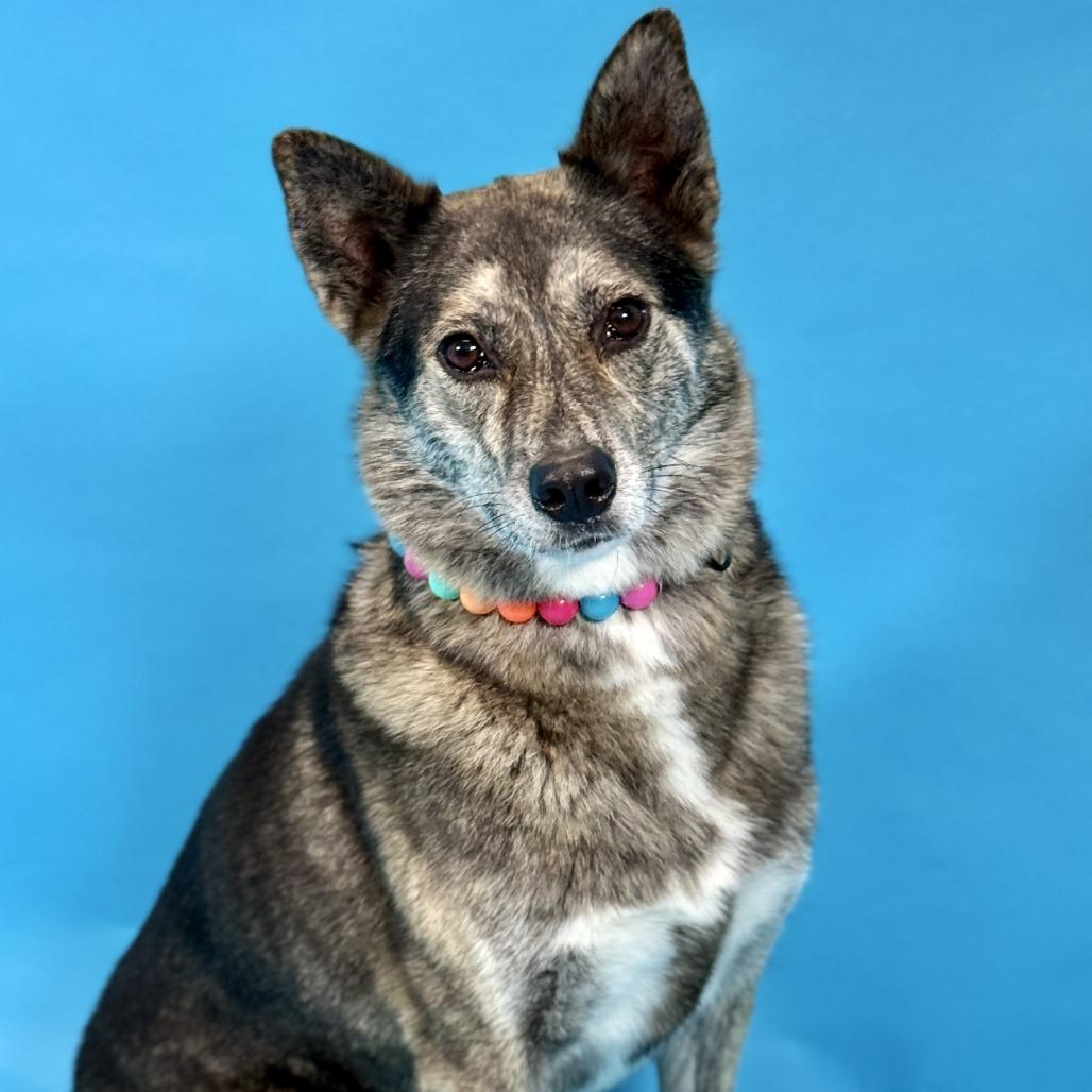 Enlarge Addie  / Everest, a Adoptable mixed breed in Fresno, CA image 1/6
