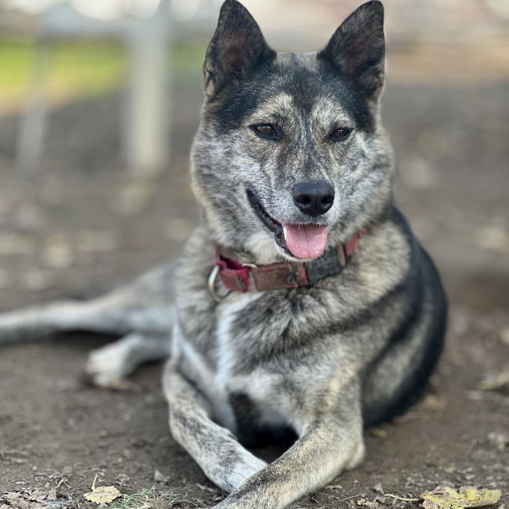 Enlarge Addie  / Everest, a Adoptable mixed breed in Fresno, CA image 5/6