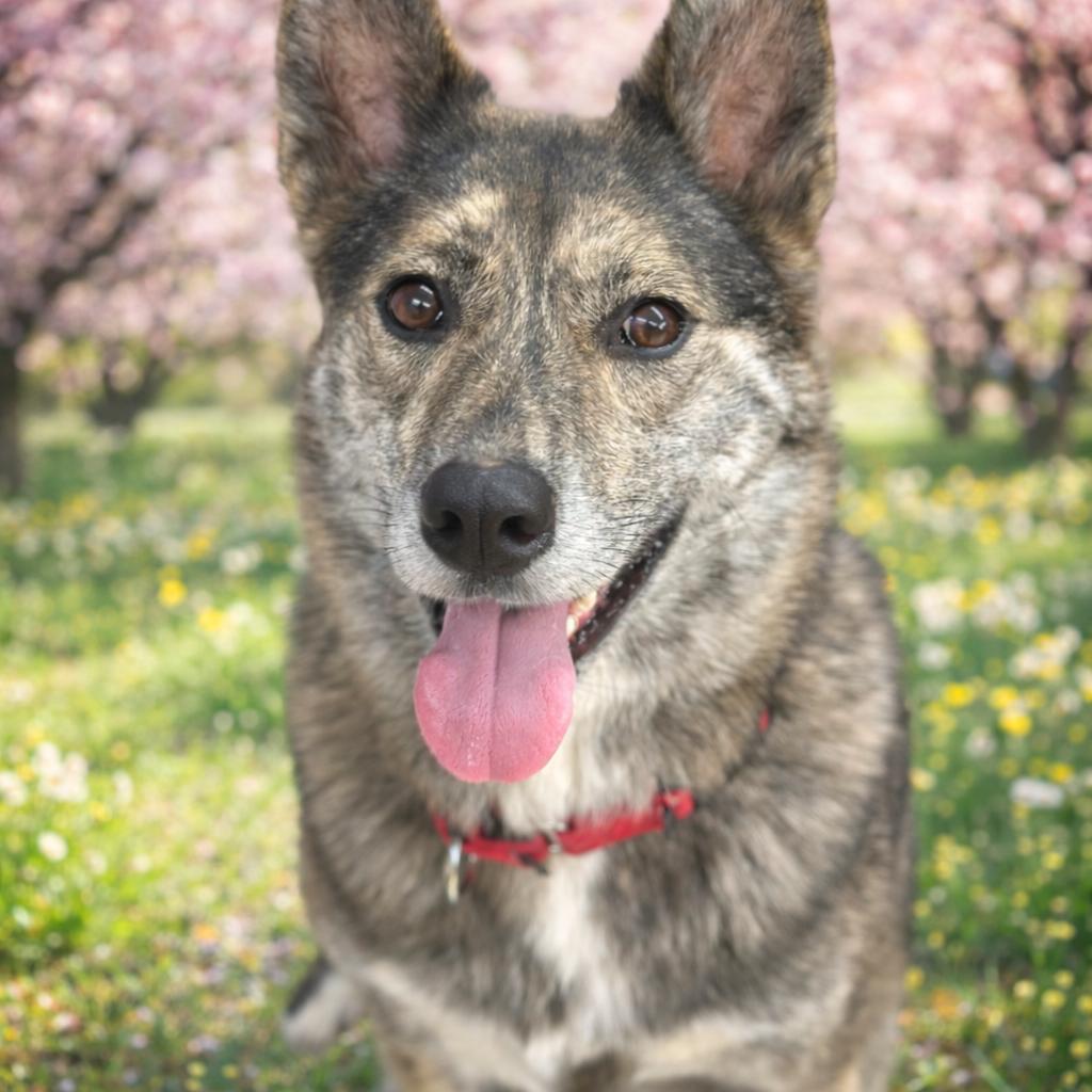 Addie  / Everest, Adoptable, Adult Female Norwegian Elkhound & Dutch Shepherd.