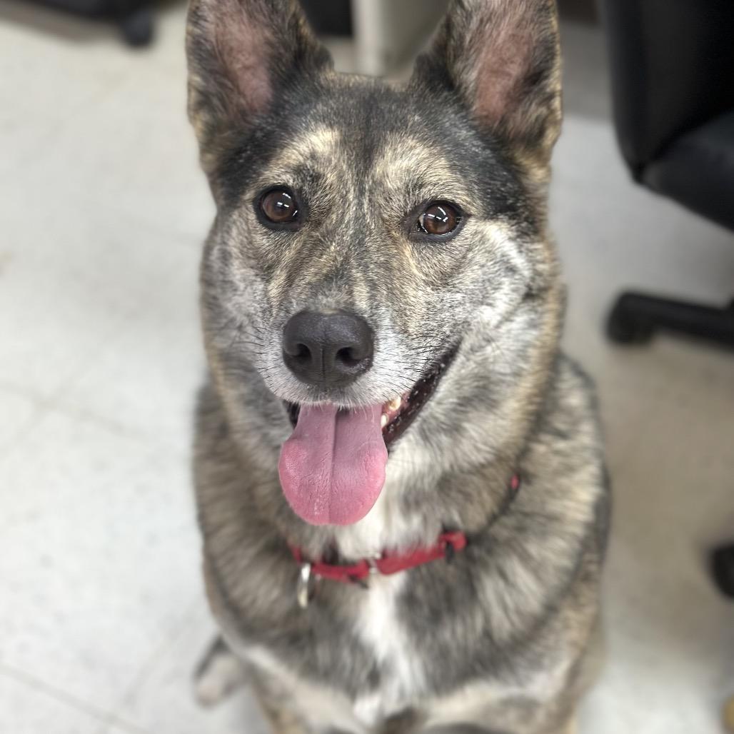 Addie  / Everest, Adoptable, Adult Female Norwegian Elkhound & Dutch Shepherd.