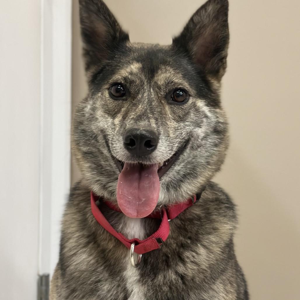 Enlarge Addie  / Everest, a Adoptable mixed breed in Fresno, CA image 2/6