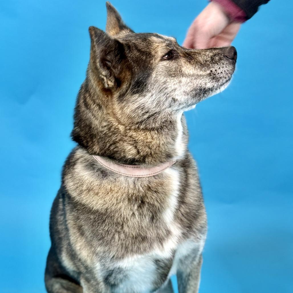 Enlarge Addie  / Everest, a Adoptable mixed breed in Fresno, CA image 3/6