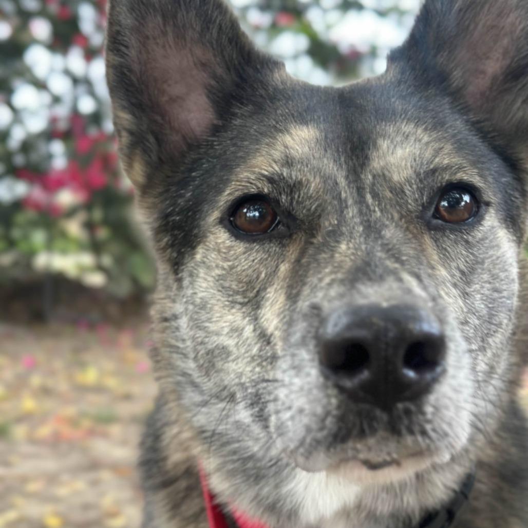 Enlarge Addie  / Everest, a Adoptable mixed breed in Fresno, CA image 4/6