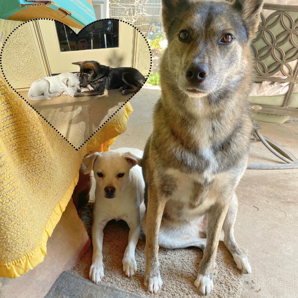 Enlarge Addie  / Everest, a Adoptable mixed breed in Fresno, CA image 5/6