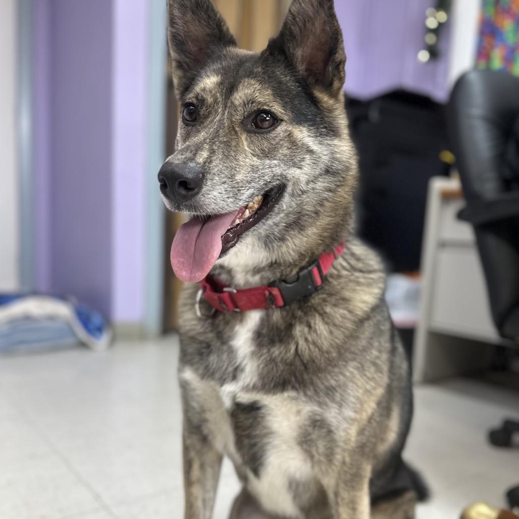 Enlarge Addie  / Everest, a Adoptable mixed breed in Fresno, CA image 6/6