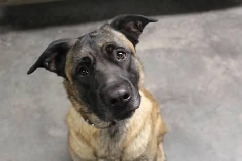 Edgar, an adoptable mixed breed in Pierre, SD image 3/3