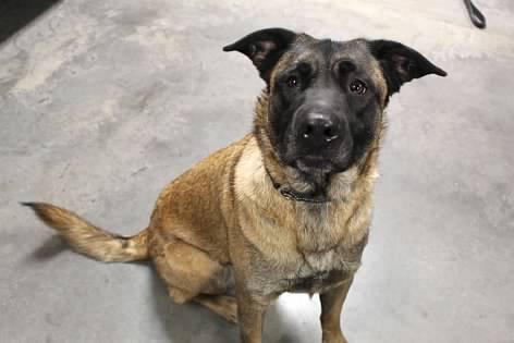 Edgar, an adoptable mixed breed in Pierre, SD image 2/3