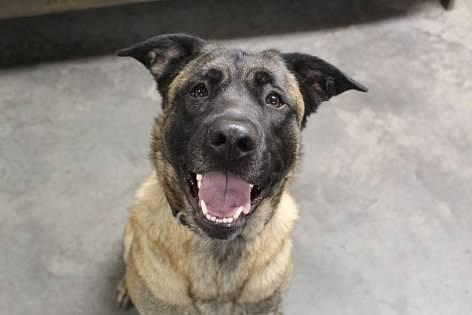 Edgar, an adoptable mixed breed in Pierre, SD image 1/3