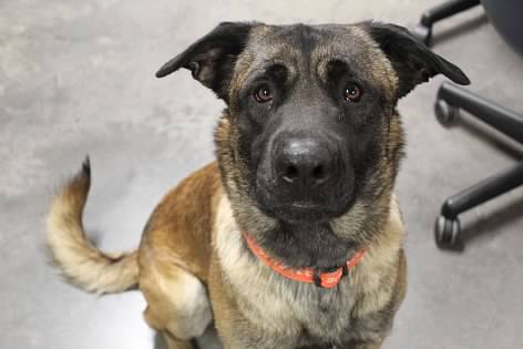 Edgar, adoptable, Adult Male Australian Shepherd.