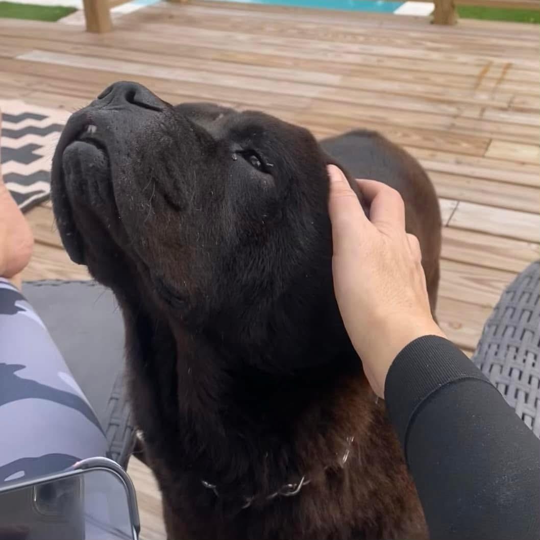 Enlarge BB KING AKA BIGGIE, a Adoptable mixed breed in Eugene, OR image 5/6