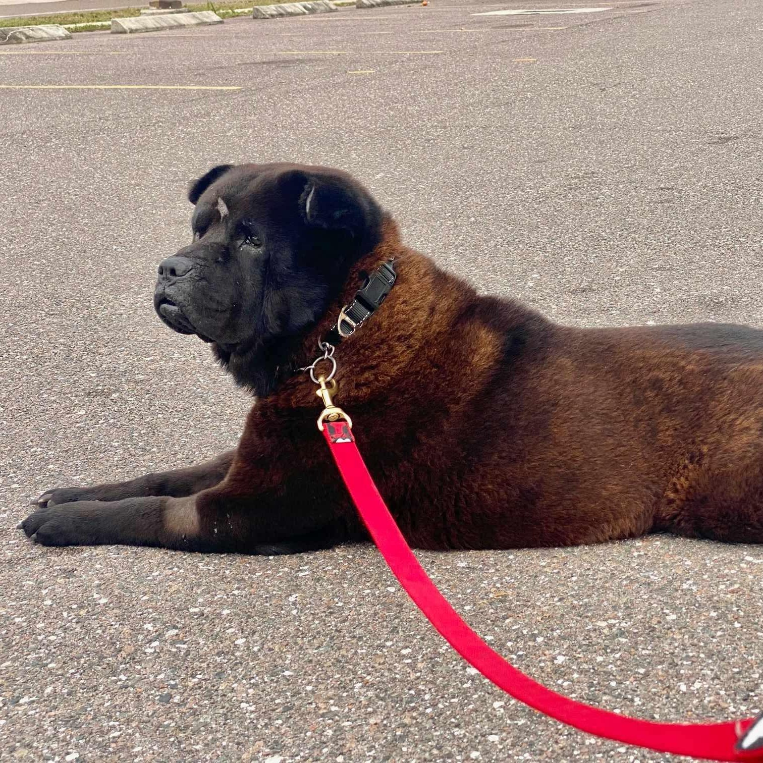 Enlarge BB KING AKA BIGGIE, a Adoptable mixed breed in Eugene, OR image 3/6