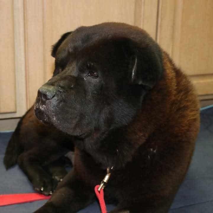 Enlarge BB KING AKA BIGGIE, a Adoptable mixed breed in Eugene, OR image 4/6