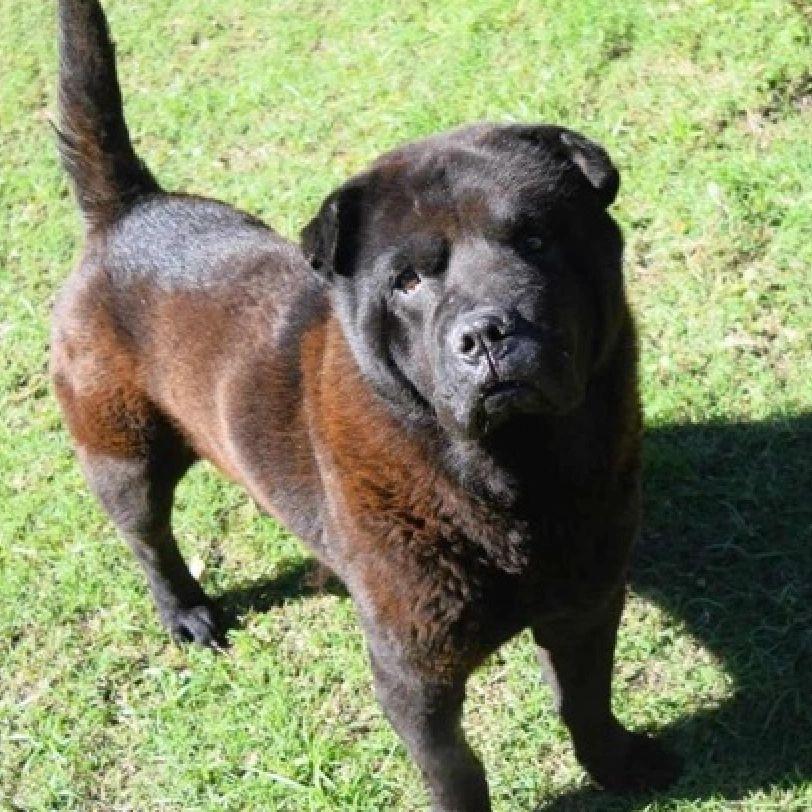 Enlarge BB KING AKA BIGGIE, a Adoptable mixed breed in Eugene, OR image 1/6