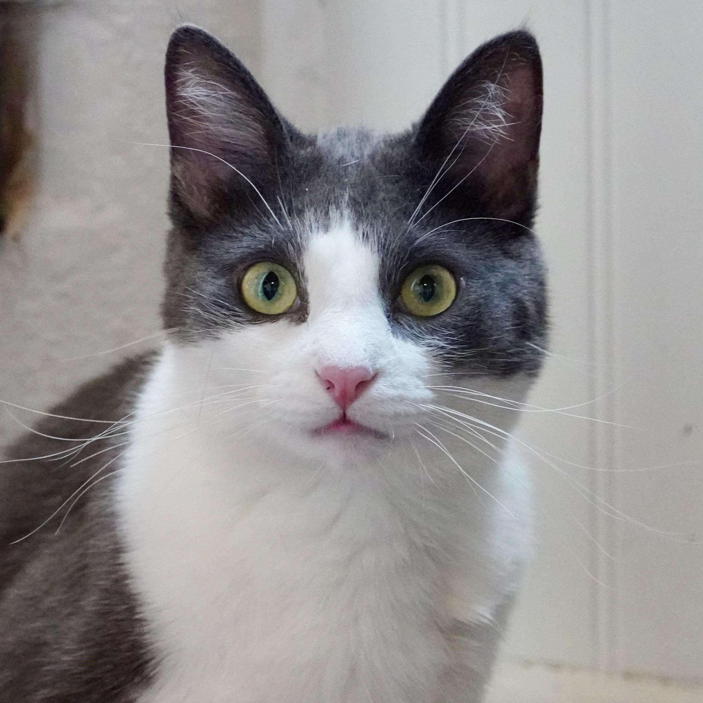 Kermit, Adoptable, Adult Male Domestic Short Hair.