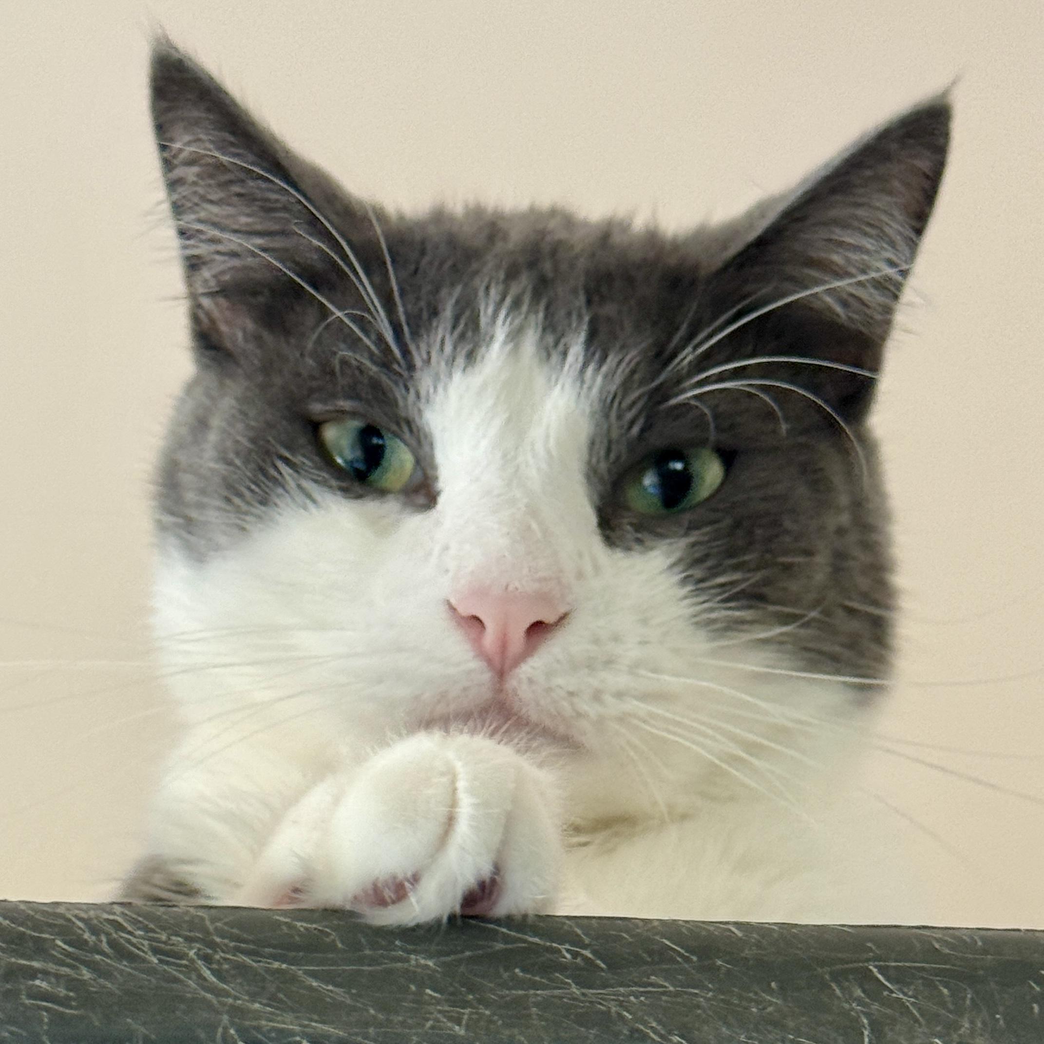 Enlarge Kermit, a Adoptable mixed breed in Santa Fe, NM image 2/5