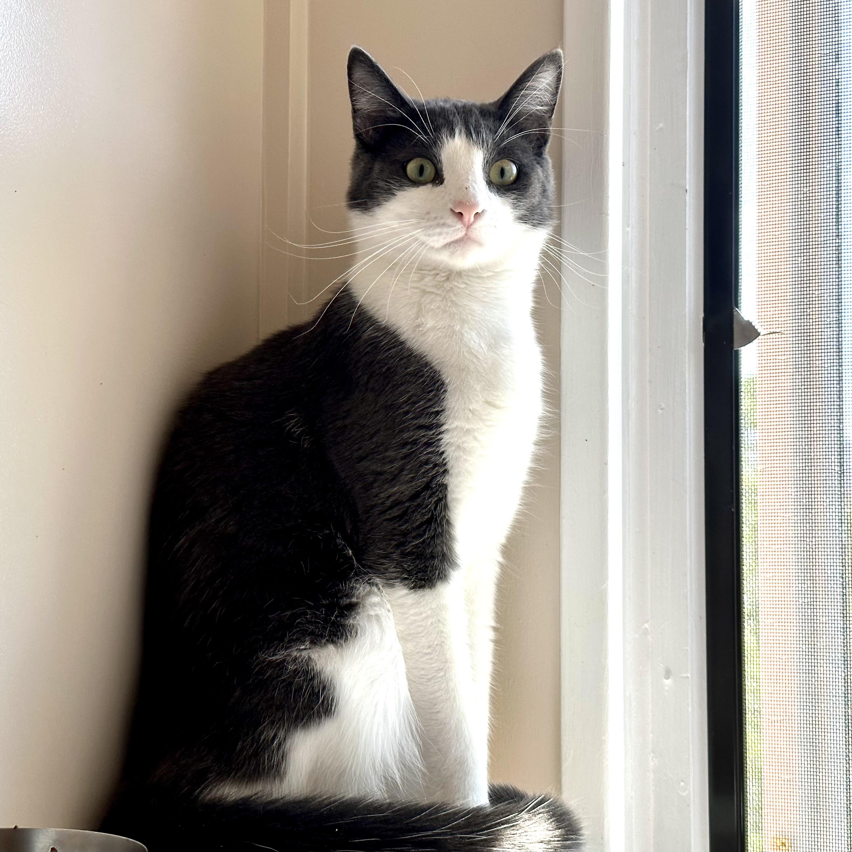 Enlarge Kermit, a Adoptable mixed breed in Santa Fe, NM image 4/6