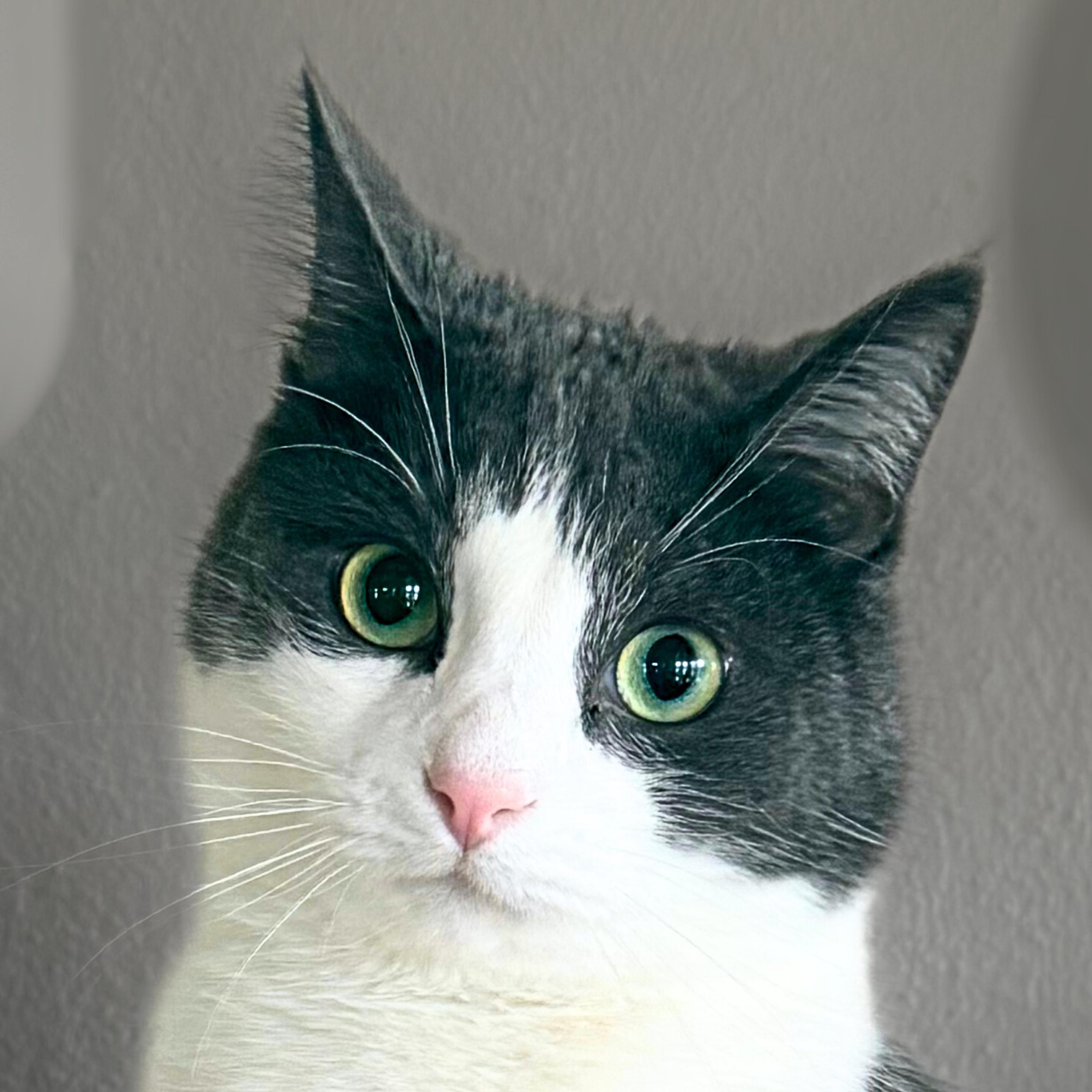 Enlarge Kermit, a Adoptable mixed breed in Santa Fe, NM image 5/6