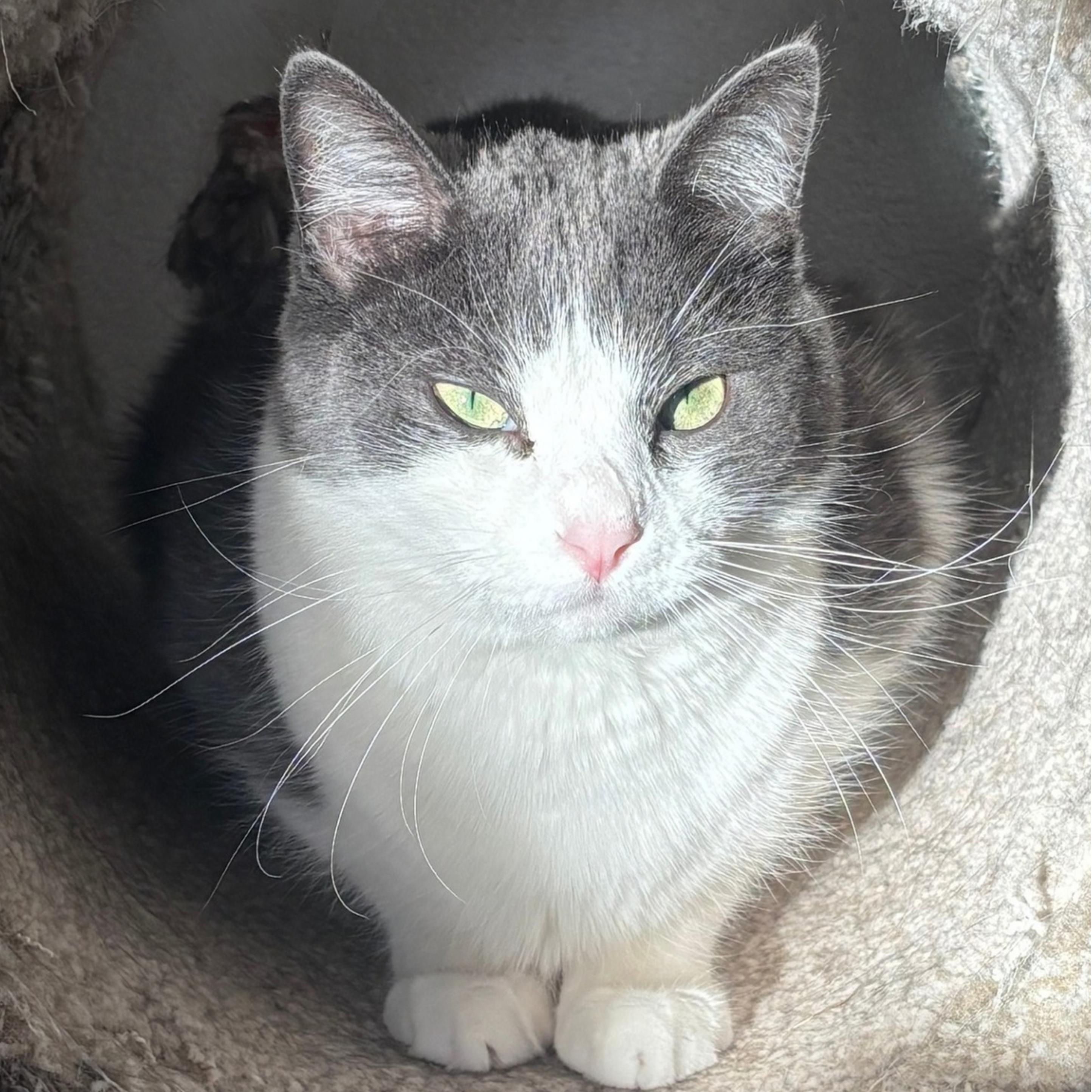 Enlarge Kermit, a Adoptable mixed breed in Santa Fe, NM image 2/5
