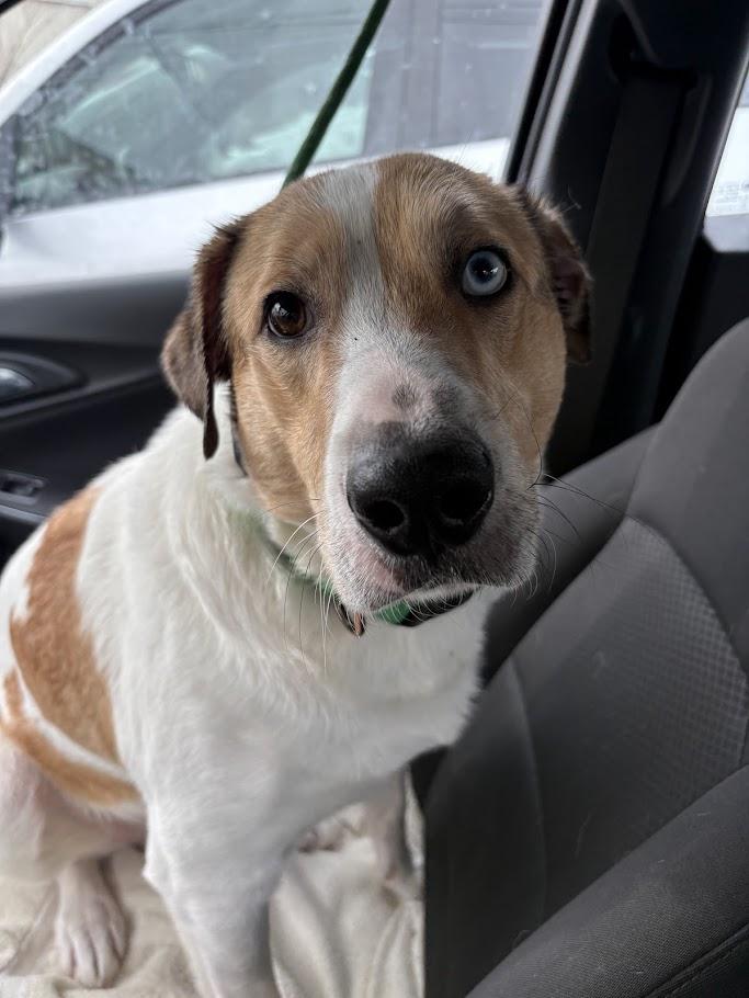 Enlarge Scotty, a ADOPTABLE mixed breed in Winona, MN image 5/6