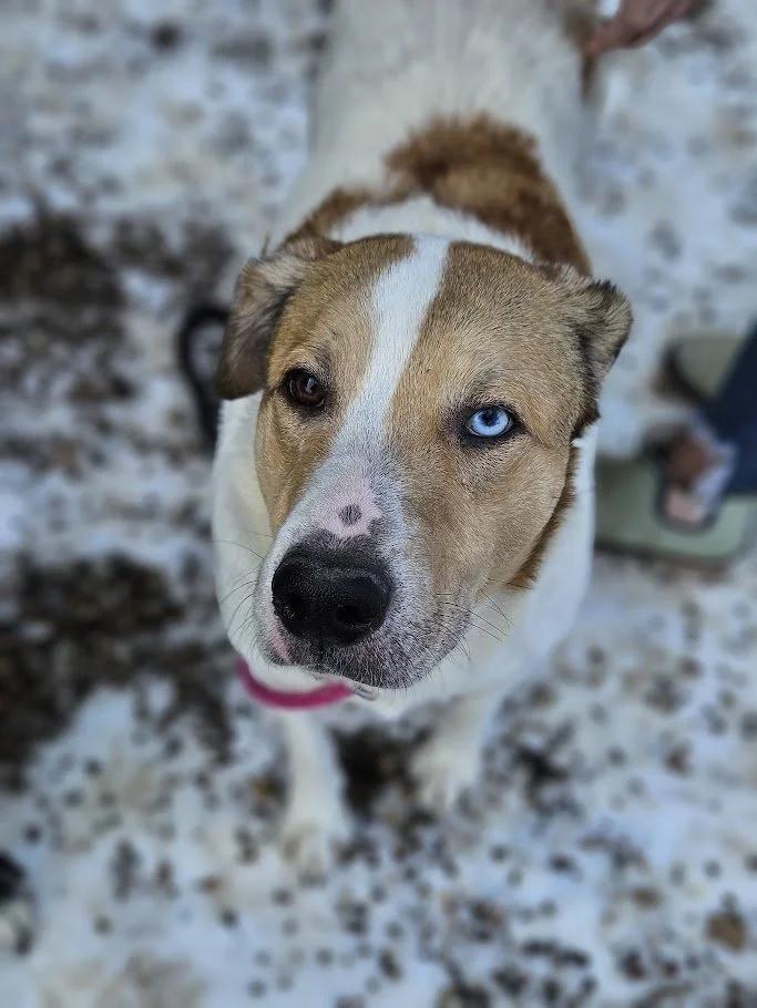 Scotty, ADOPTABLE, Adult Male Collie & Chow Chow.