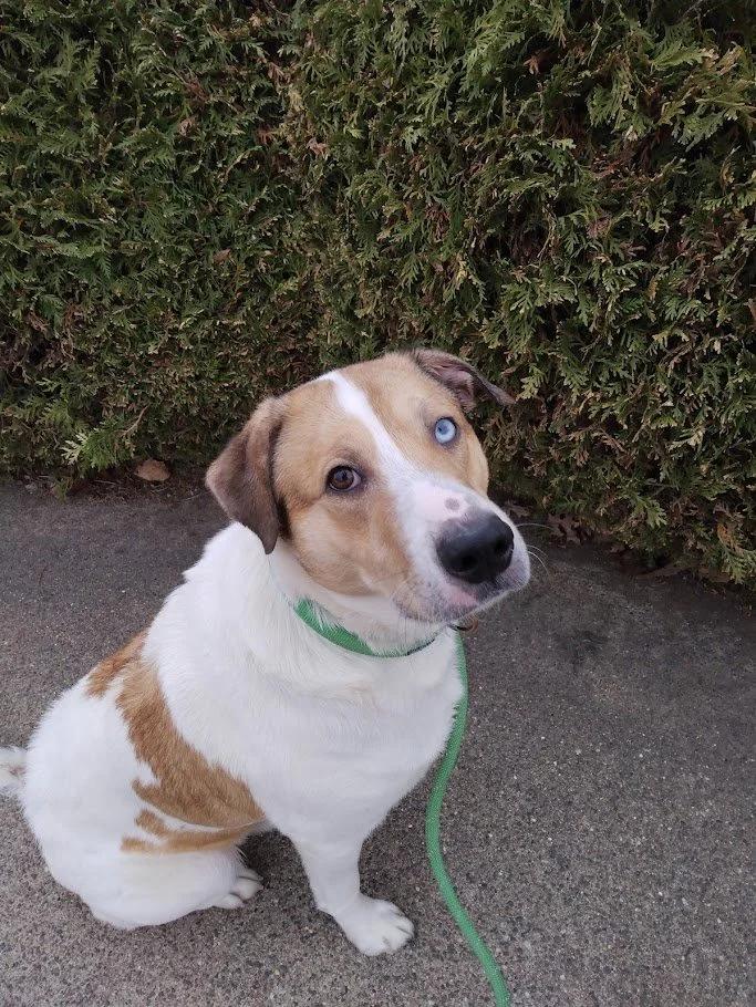Enlarge Scotty, a ADOPTABLE mixed breed in Winona, MN image 4/6