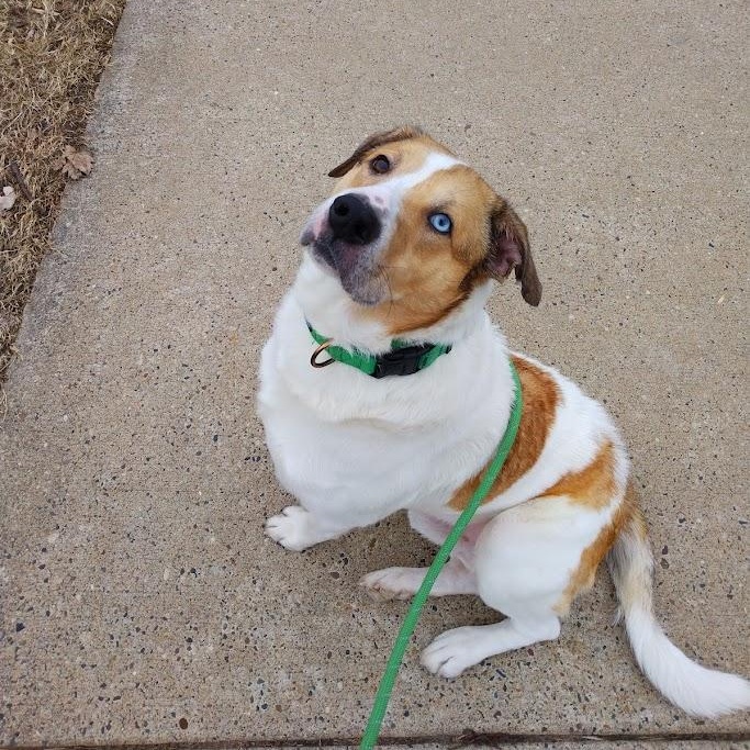 Enlarge Scotty, a ADOPTABLE mixed breed in Winona, MN image 6/6