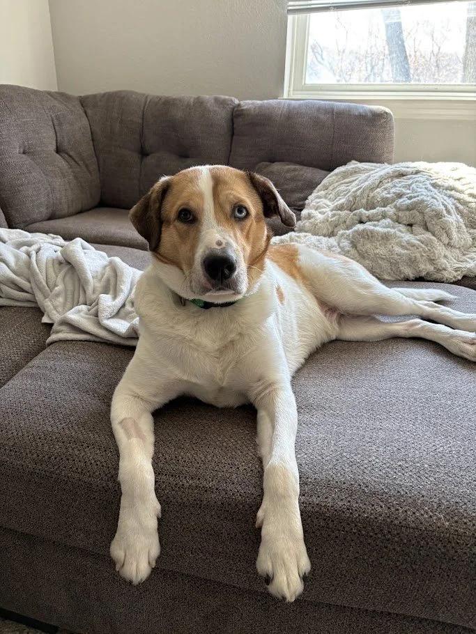 Enlarge Scotty, a ADOPTABLE mixed breed in Winona, MN image 2/6