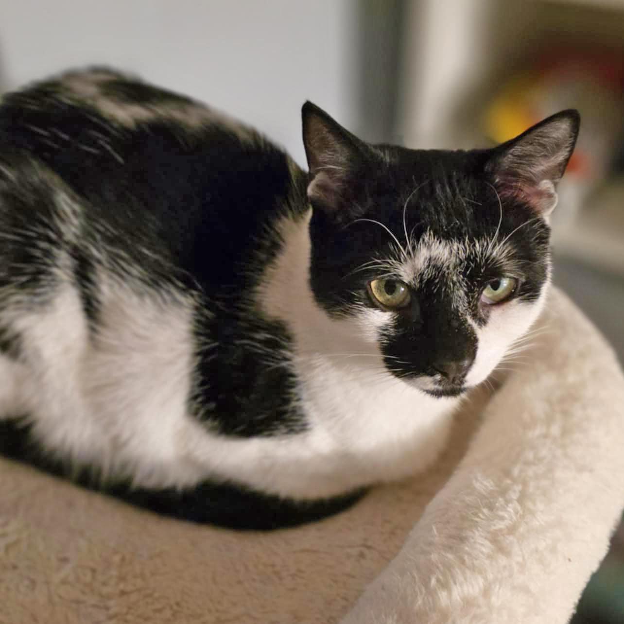 Enlarge Bessie, a Adoptable mixed breed in Harrisburg, PA image 3/6