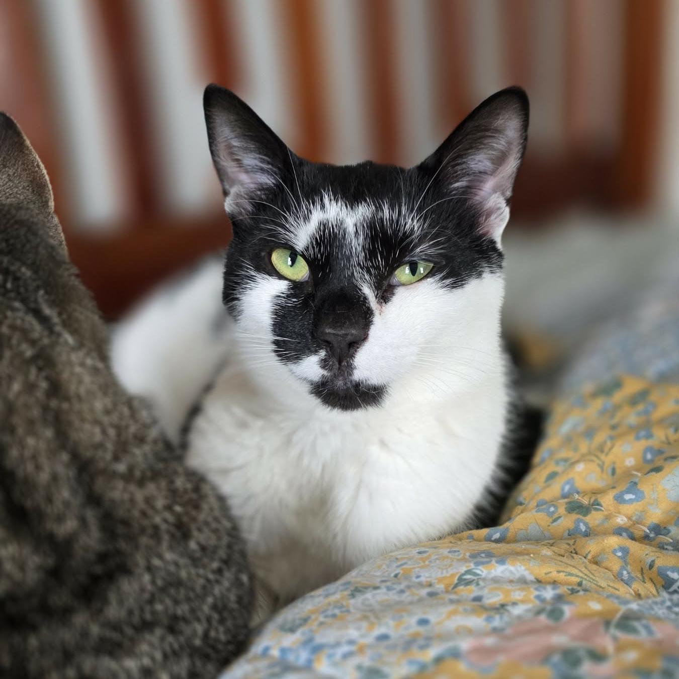Enlarge Bessie - adoption pending, a Adoptable mixed breed in Harrisburg, PA image 3/6