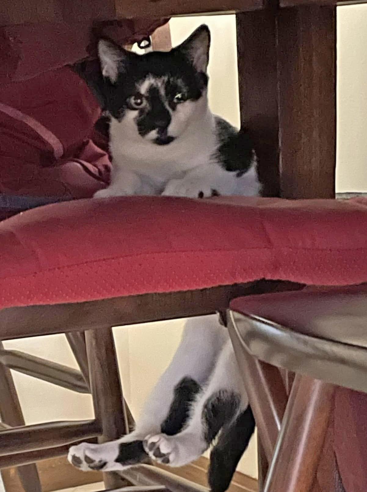 Enlarge Bessie, a Adoptable mixed breed in Harrisburg, PA image 5/6