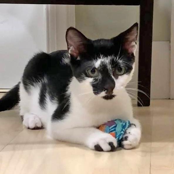 Enlarge Bessie, a Adoptable mixed breed in Harrisburg, PA image 4/6