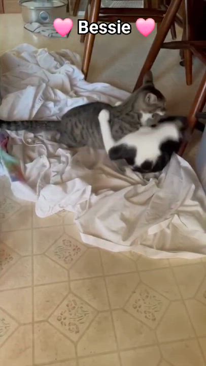 Enlarge Bessie, a Adoptable mixed breed in Harrisburg, PA video 6/6