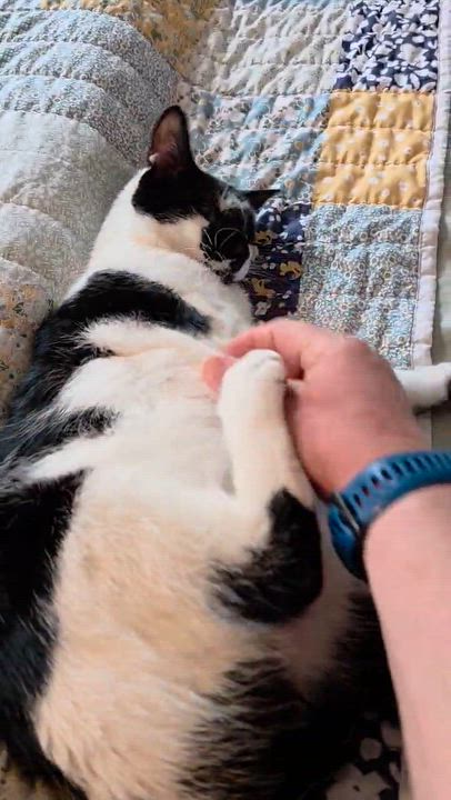 Enlarge Bessie - adoption pending, a Adoptable mixed breed in Harrisburg, PA video 5/6