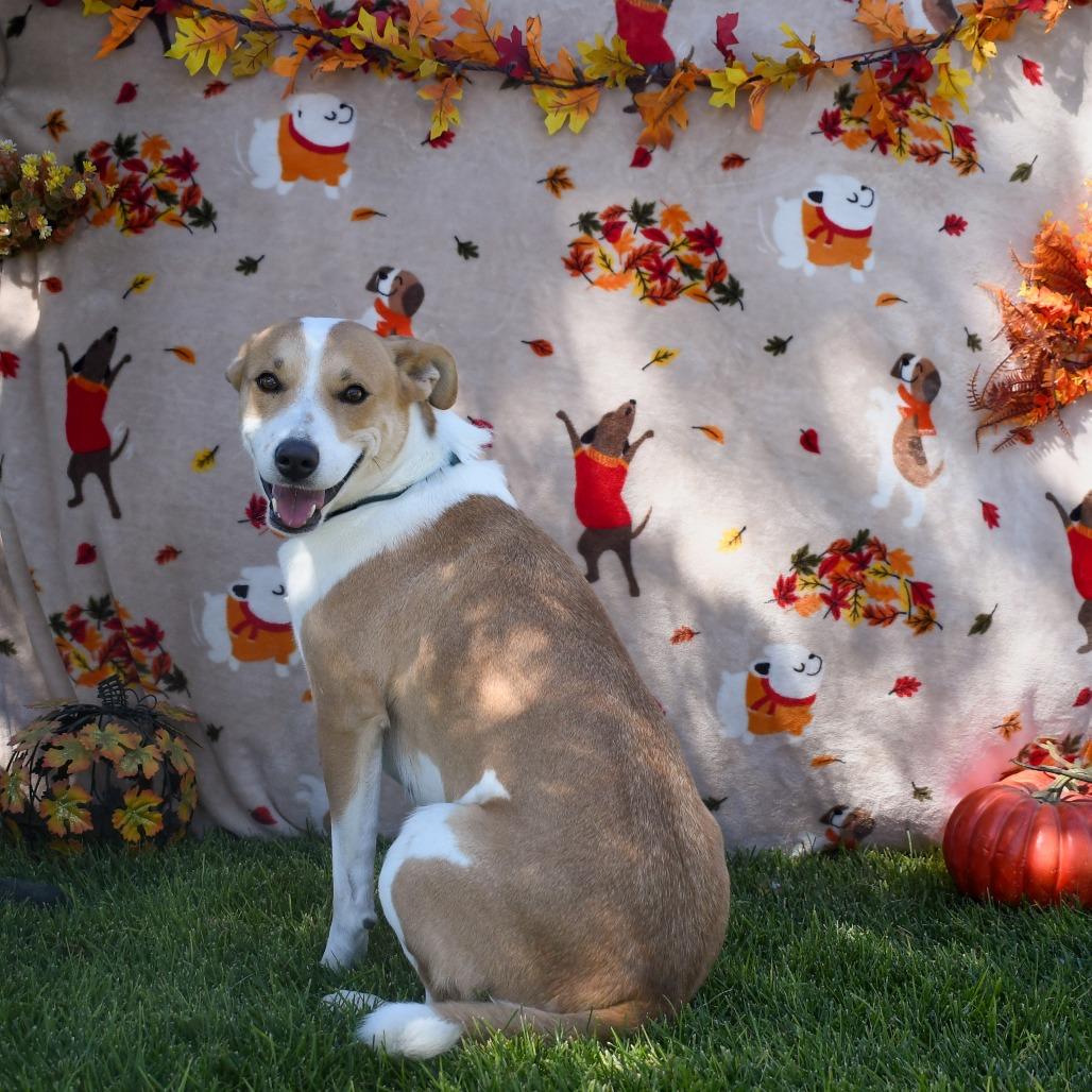 Charlie, Adoptable, Adult Female Labrador Retriever.