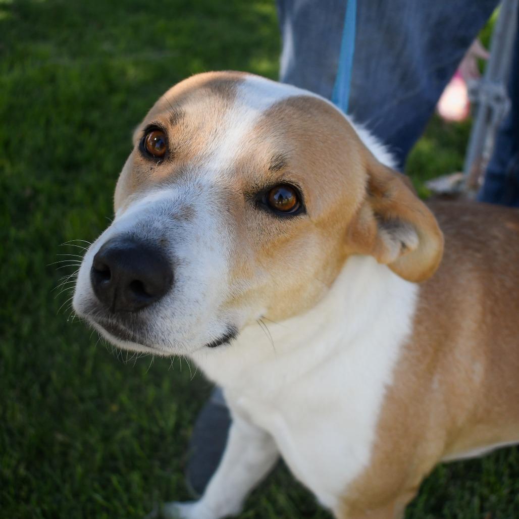 Enlarge Charlie, a Adoptable Labrador Retriever in Carlin, NV image 2/3