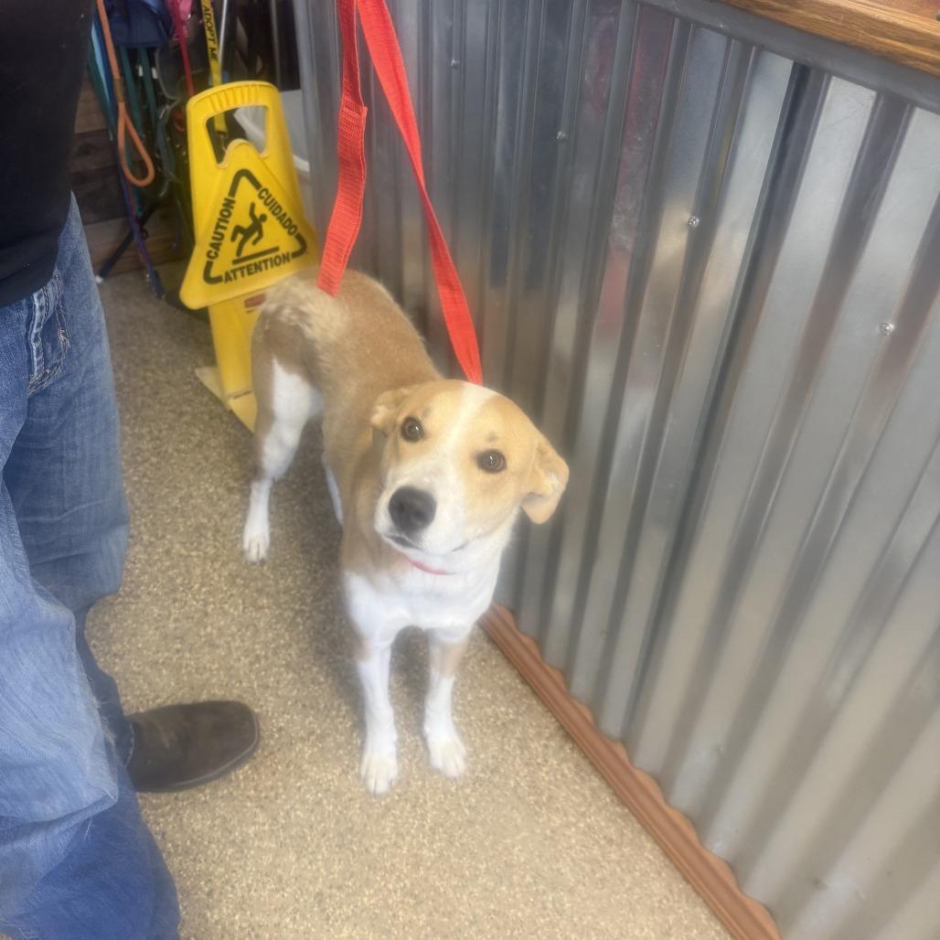 Charlie, Adoptable, Adult Male Labrador Retriever.