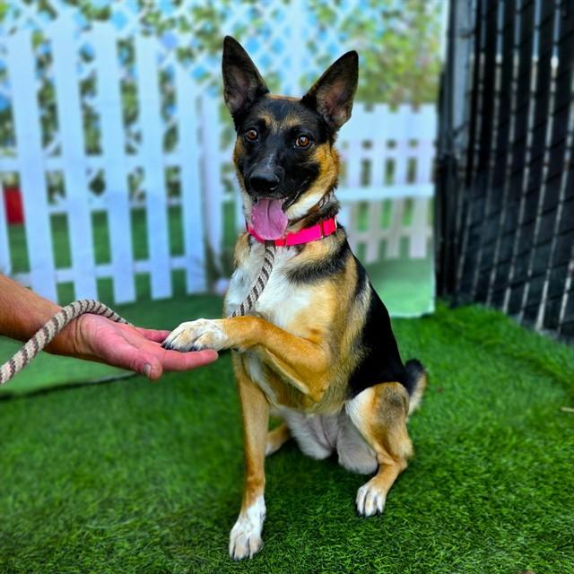 MALAIKA, Adoptable, Young Female German Shepherd Dog.
